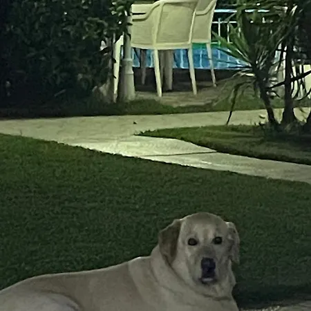 Belka Golf Delux Poolside * ベレキ